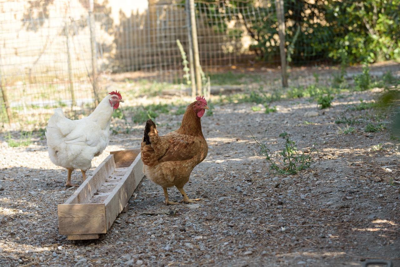 Agriturismo Casapicchiata Willa Pienza Zewnętrze zdjęcie